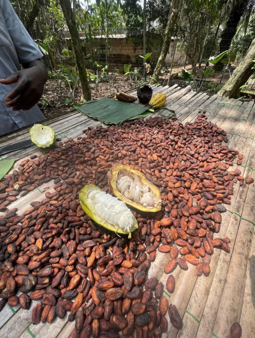 Aburi Gardens, Tetteh Quarshie Cocoa Farm Experience, & Waterfalls Tour photo 4