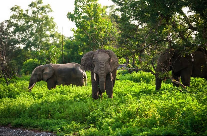 5-Days Ghana Authentic Africa Experience Tour photo 17