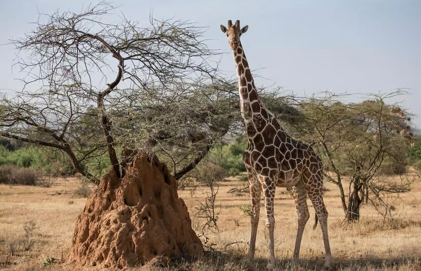 10-Days Kenya & Tanzania Group Sa photo 9